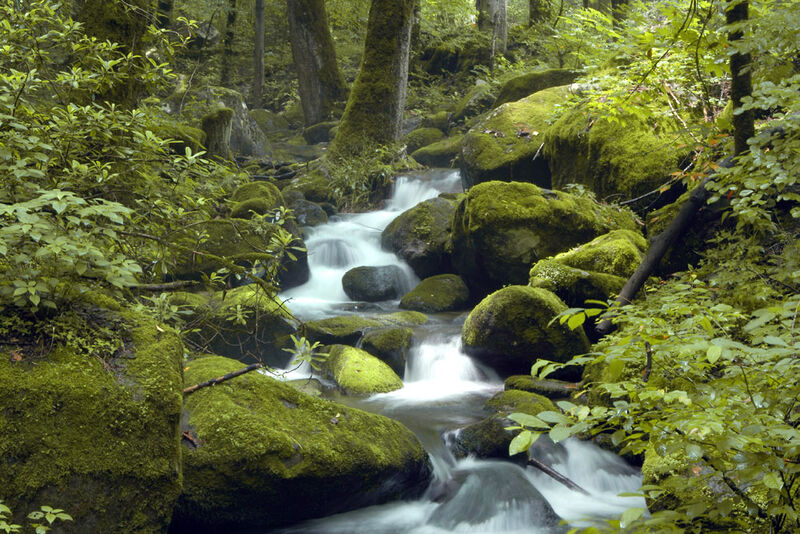 Natur erleben im Bayerischen Wald